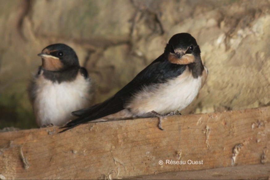 Les hirondelles sont arrivées en Bretagne.